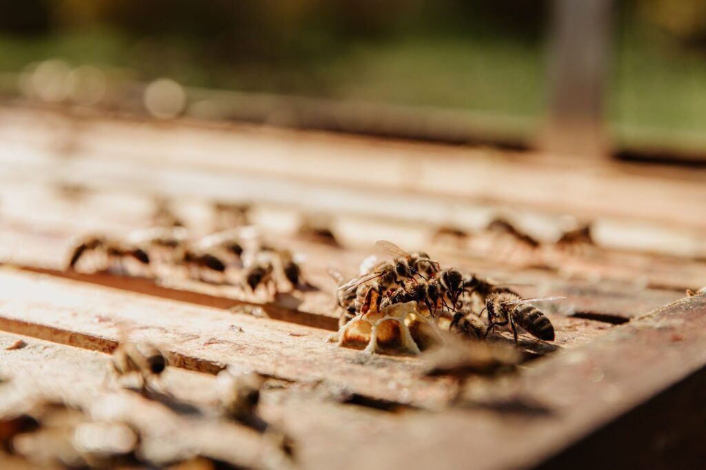 Affordable Termite Control Sydney Options That Actually Work