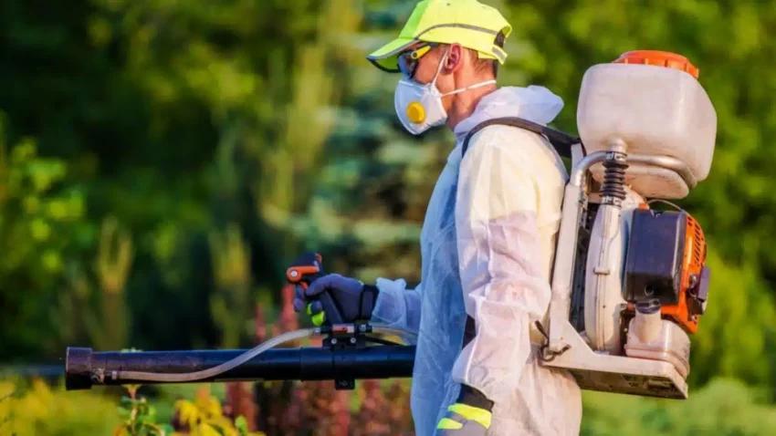 Working With a Termite Specialist in Sydney: What You Should Know