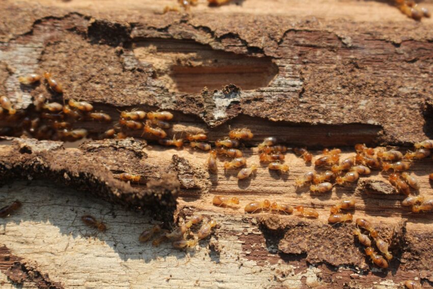 Affordable Termite Control Sydney Options That Actually Work