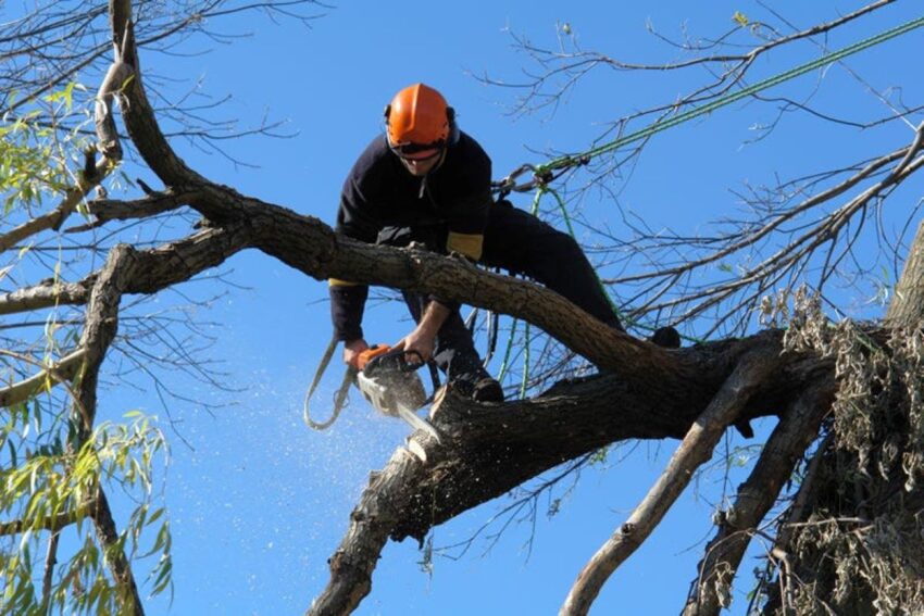 tree lopping sydney