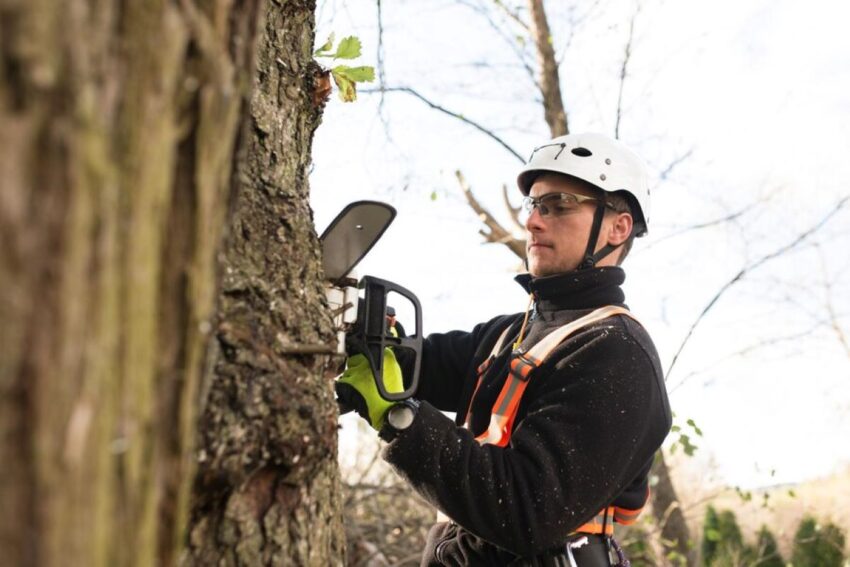 arborist sydney