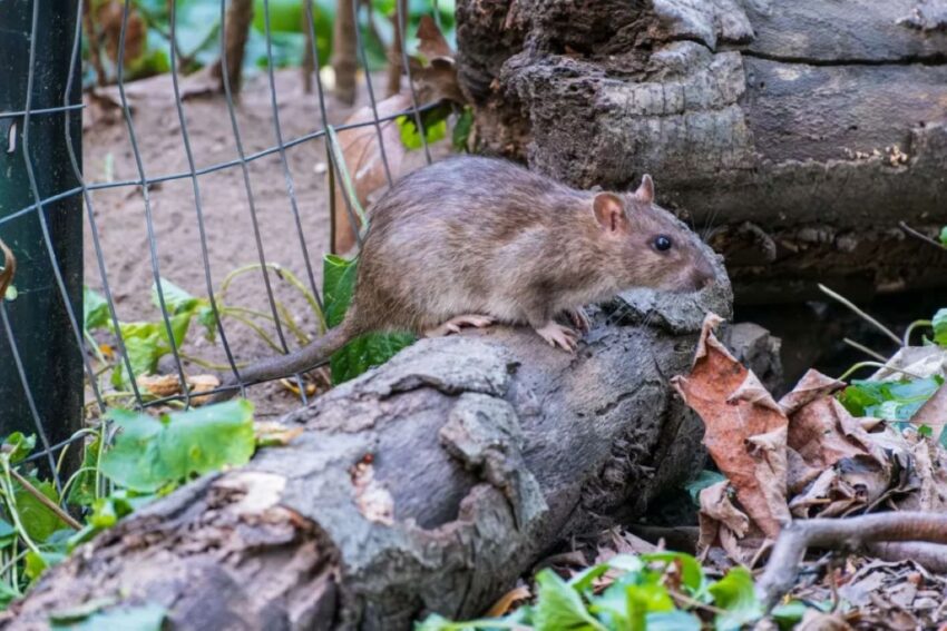 Rodent Exterminator Sydney